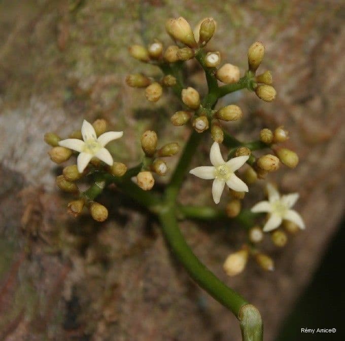 Psychotria 5