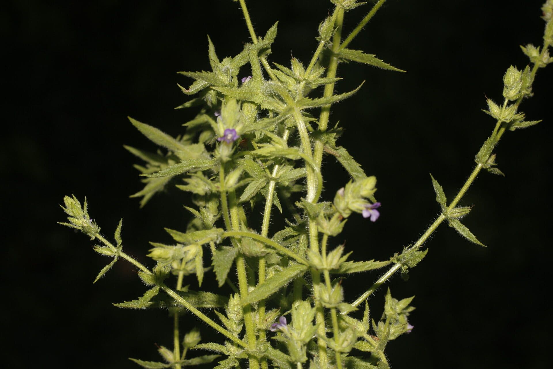 Stemodia durantifolia 5
