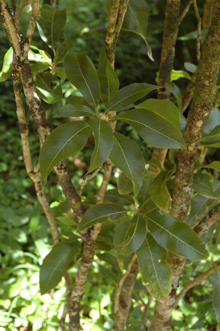 Oahu Seifenbaum 3