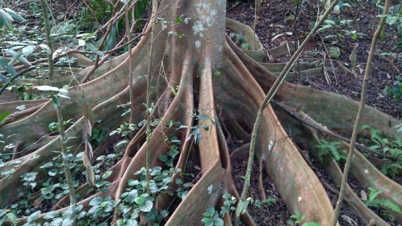 Tetrameles 11