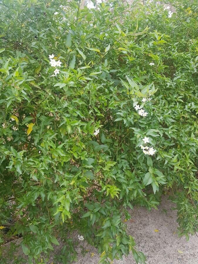 Solanum laxum 16