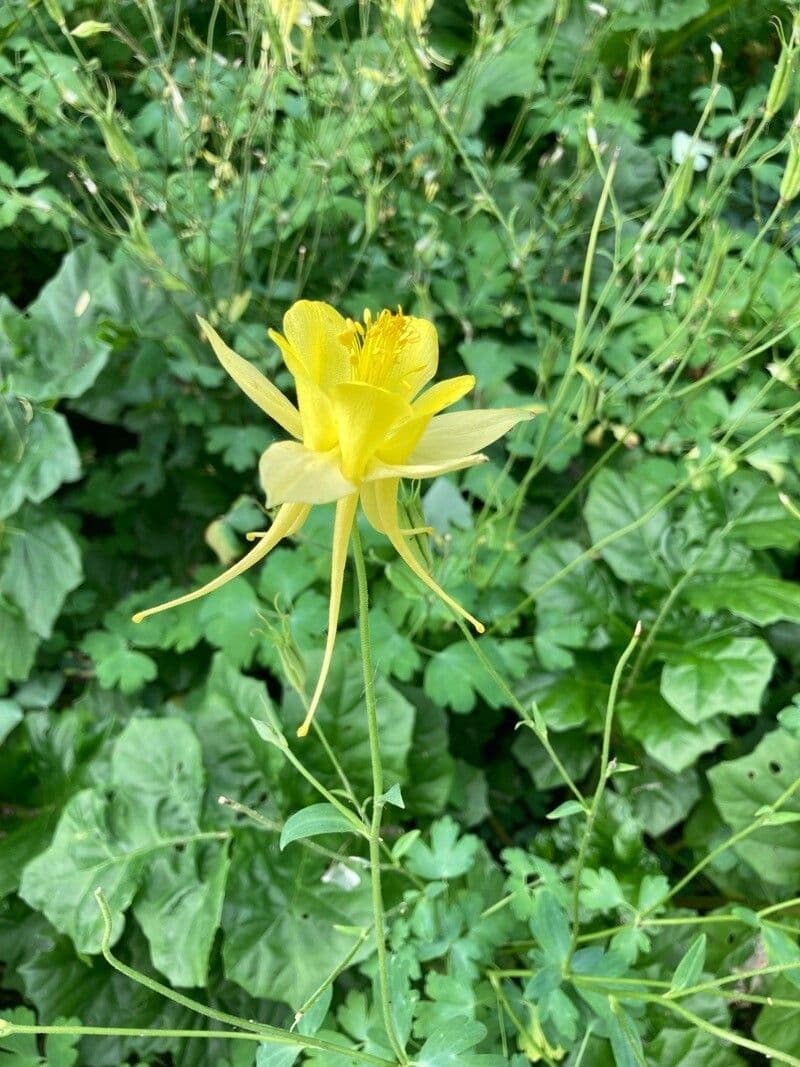Gold-Akelei 4