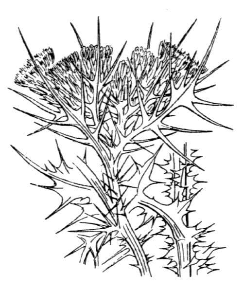 Cardo 14
