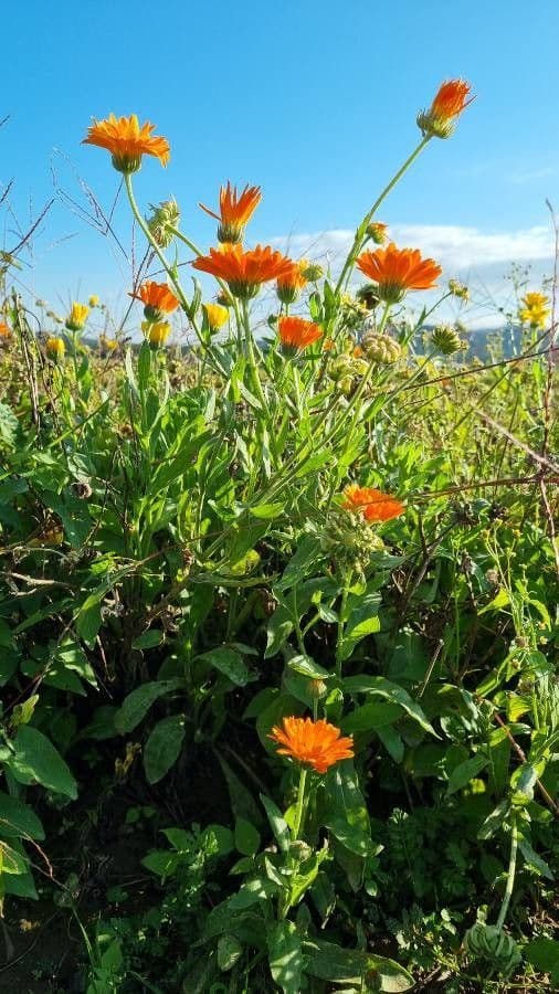 Calendula 12