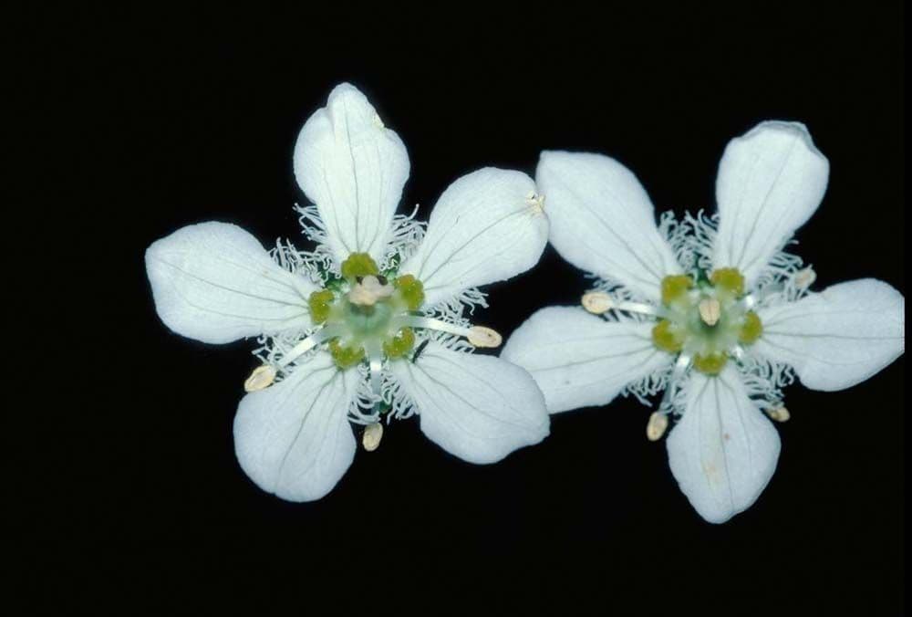 Parnasia strapkatá