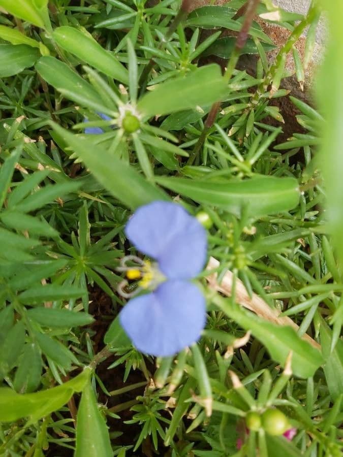 Flor de día 16