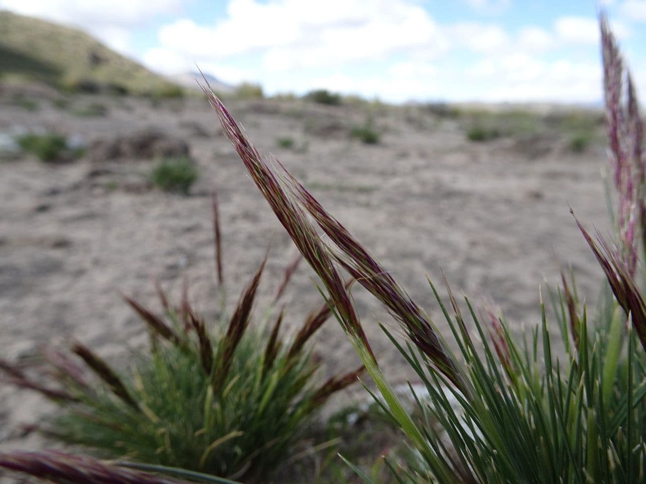 Aristida comune 7