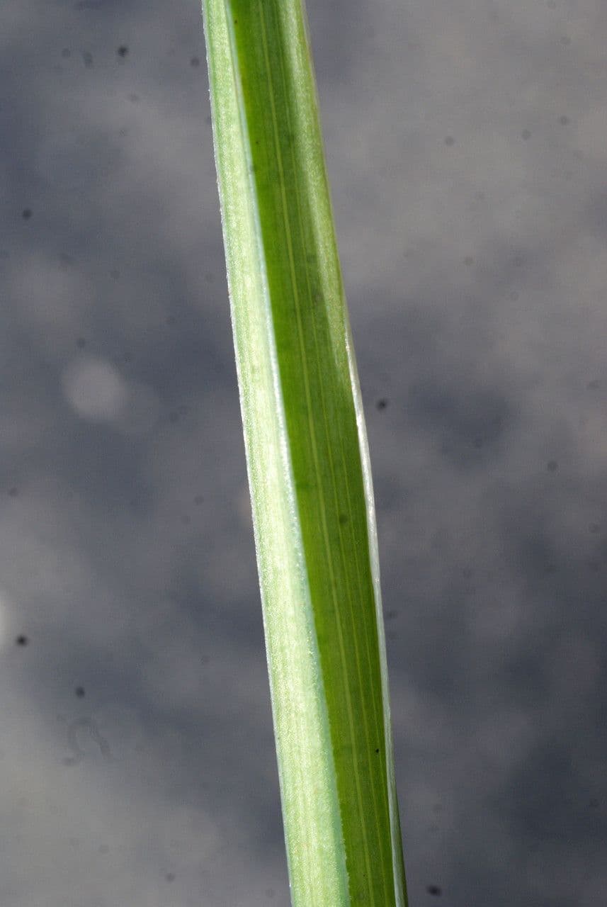 Iris tuberoso 18