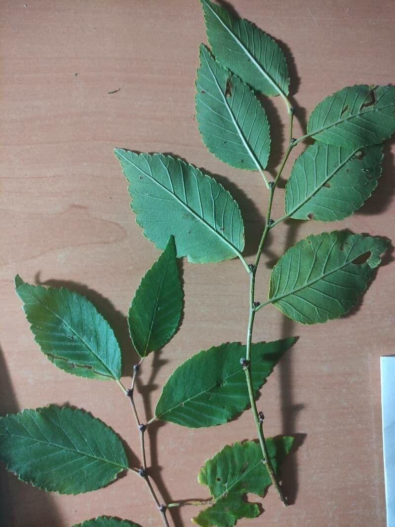 Olmo siberiano 16