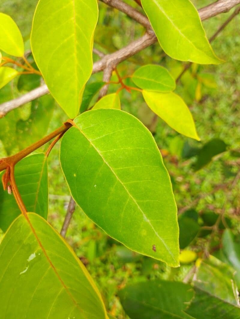 Vismia baccifera 13