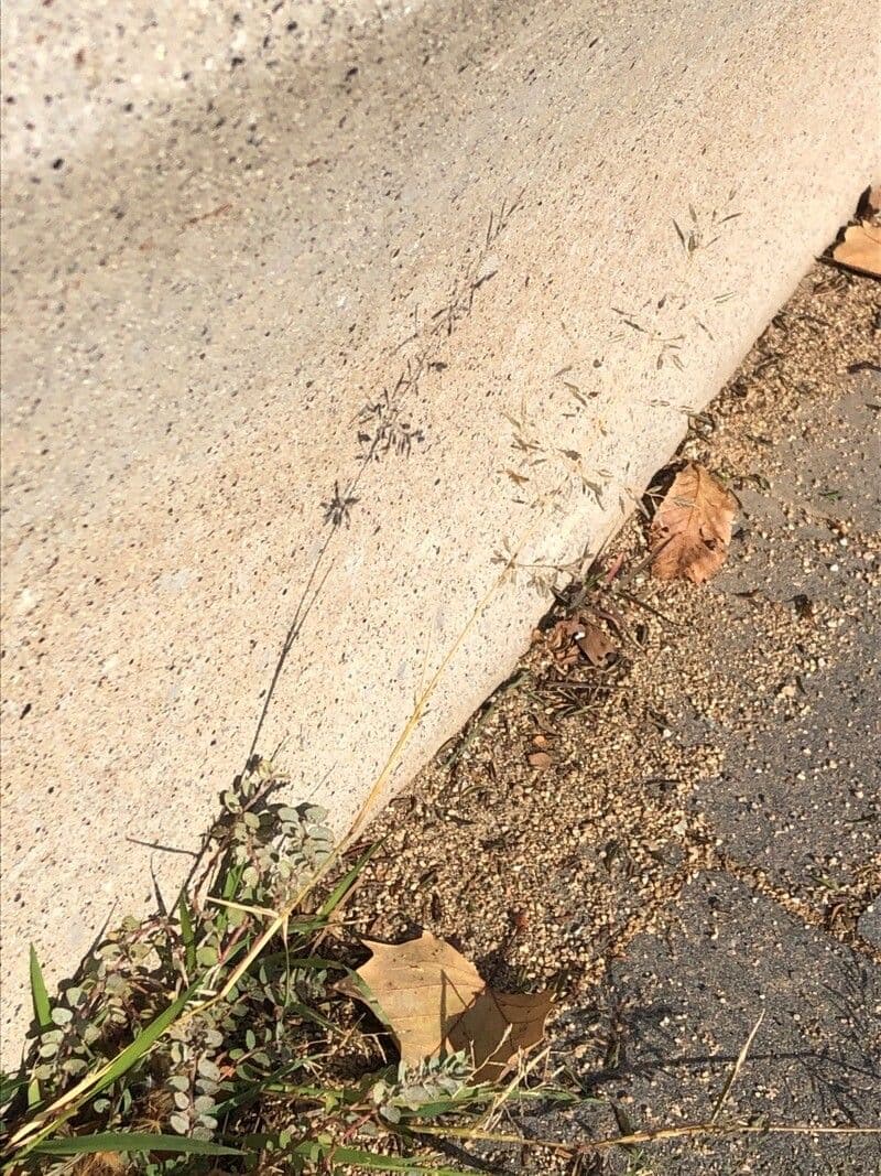 Eragrostis válcovitokvětá 5
