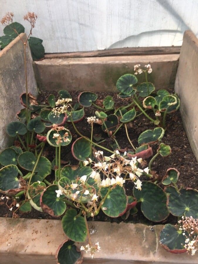 Begonia 3