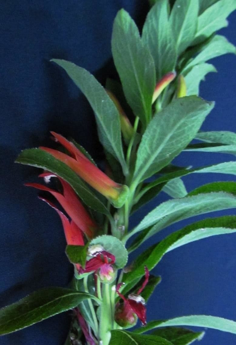 Lobelia lassiflora 23