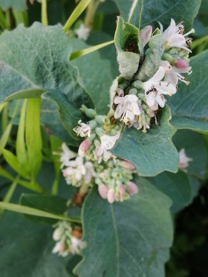 Symphoricarpos occidentalis 7