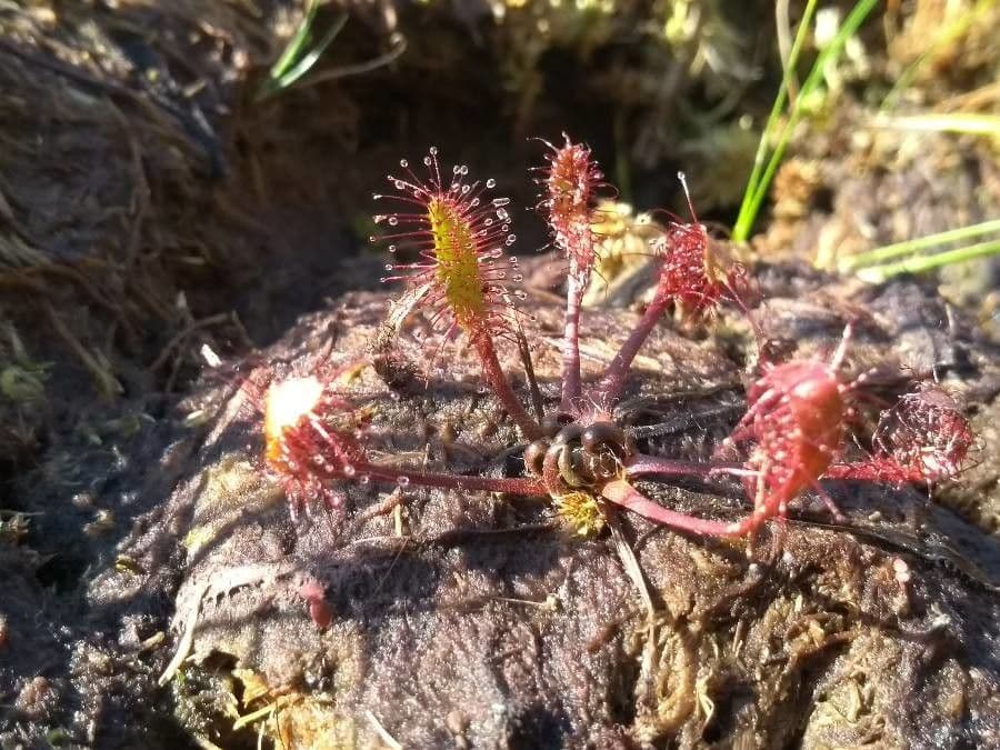 Drosera anglica 4