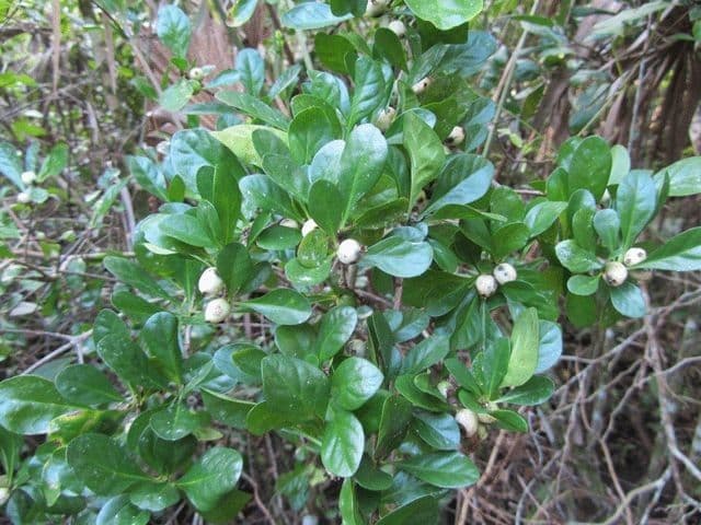 Randia Aculeata 13
