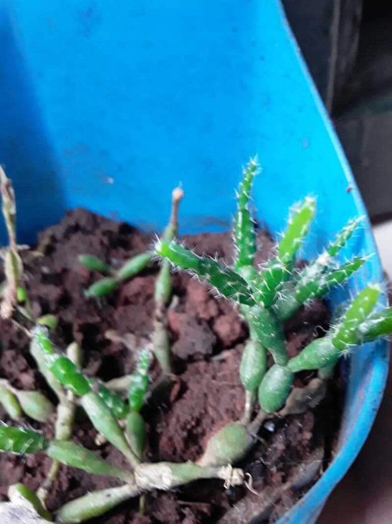 Rhipsalis 20