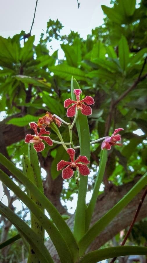 Orchidea Vanda 5