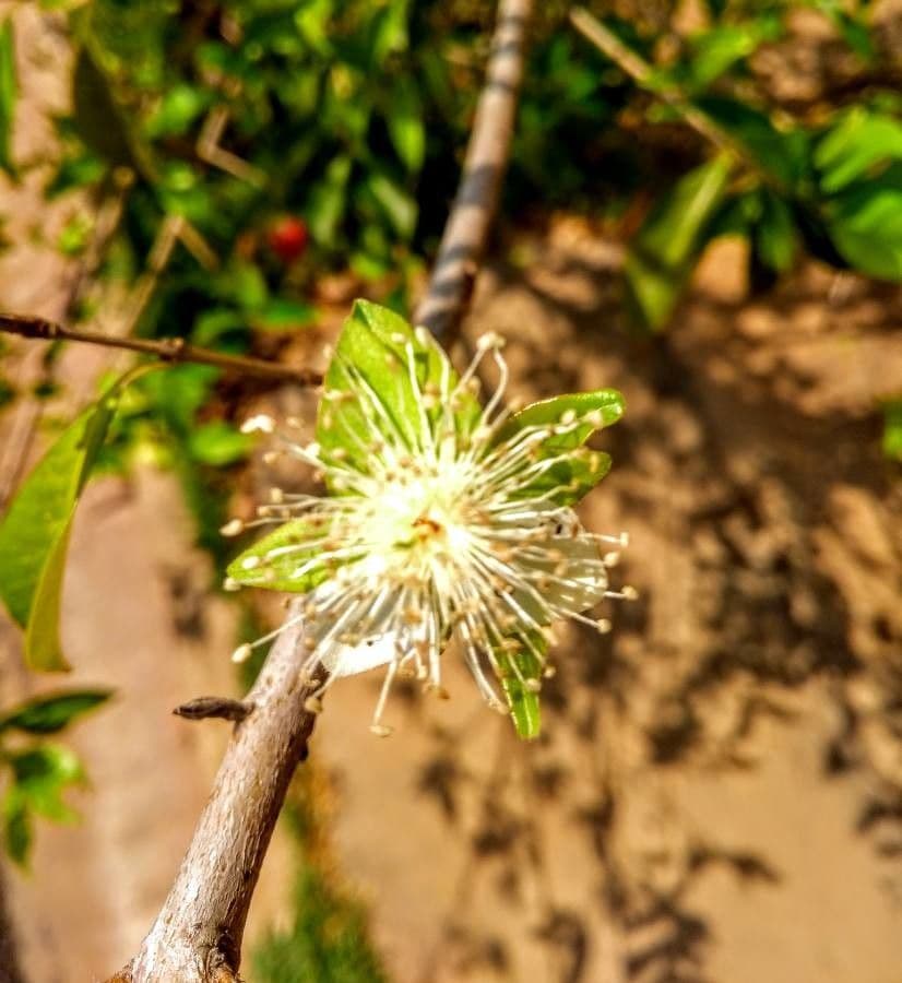 Eugenia 9