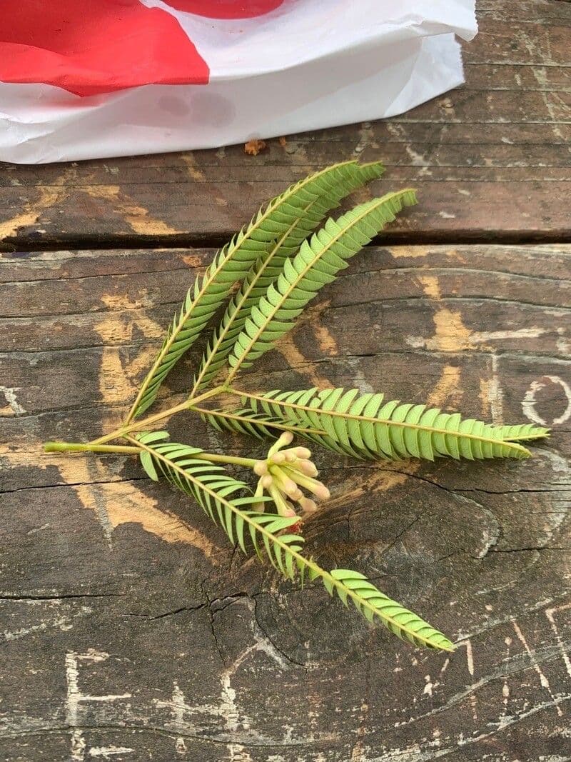 Albizia carbonaria 19