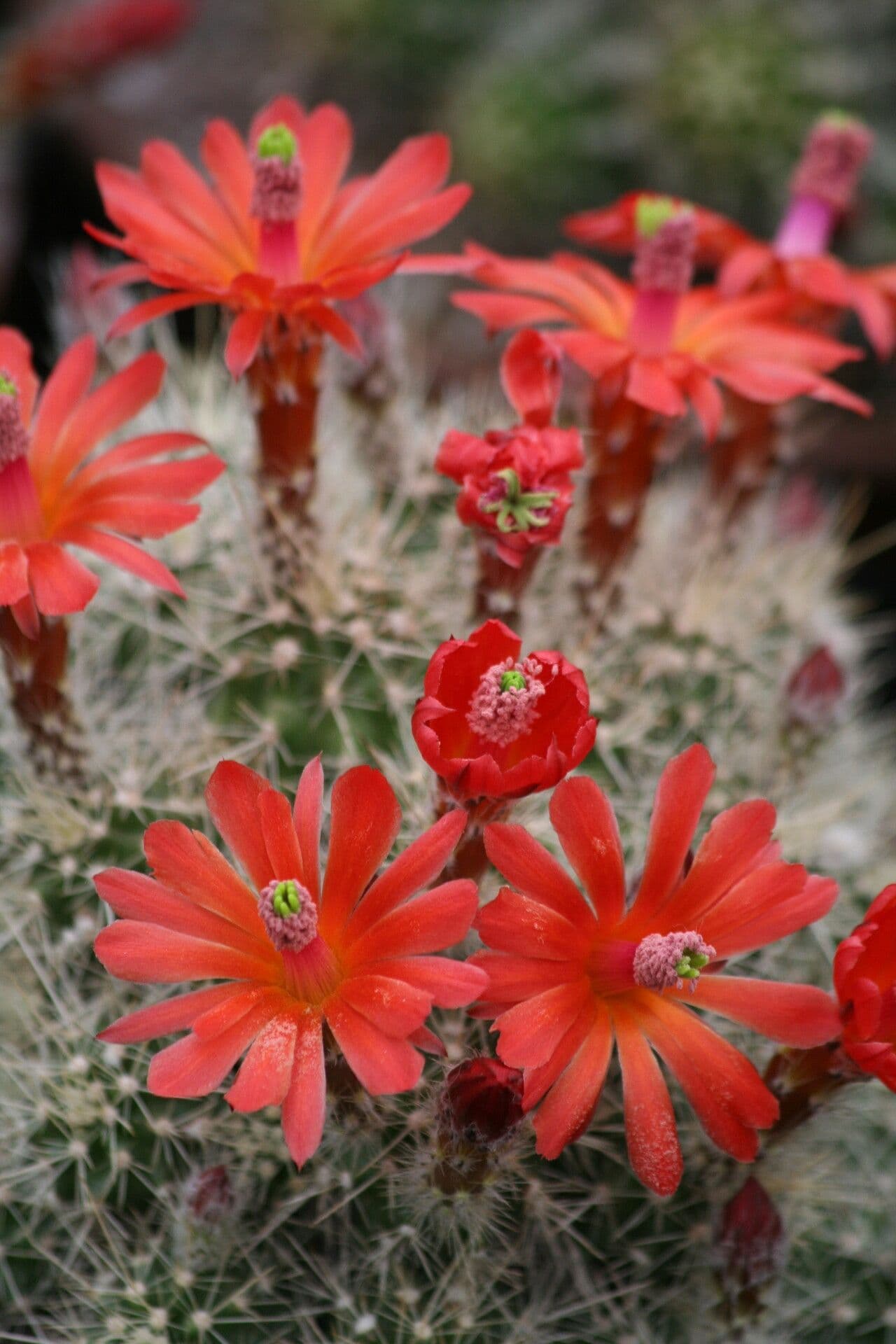 Cactus