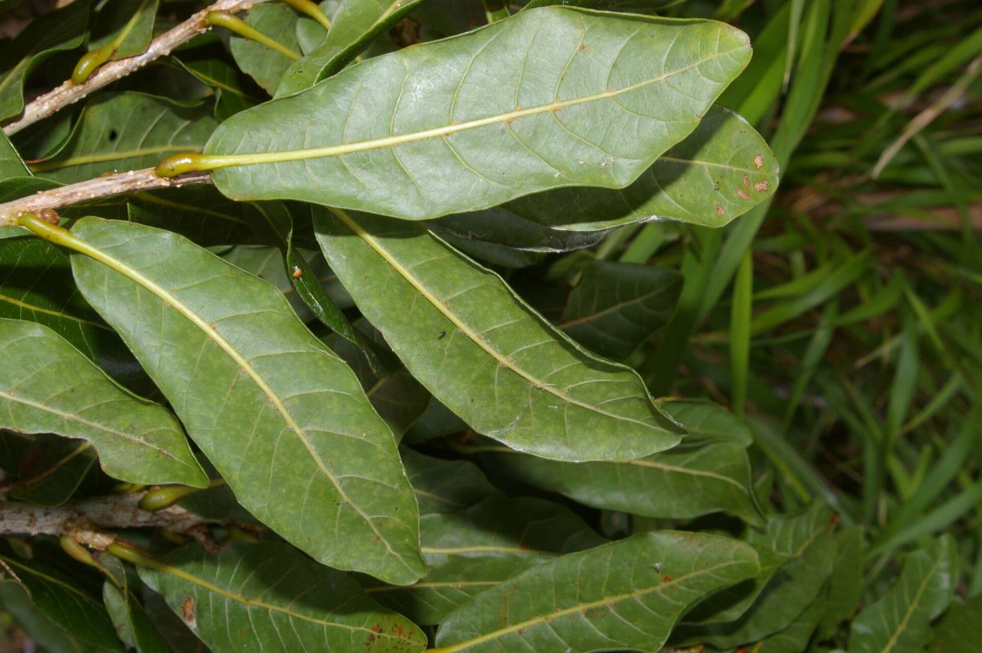 Quercia 4