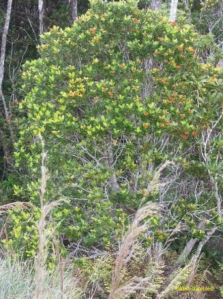 Xanthostemon 7