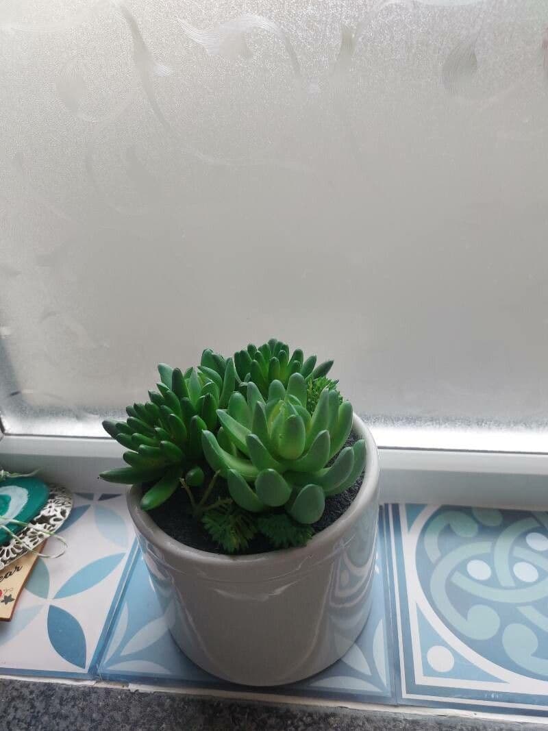 Orostachys giapponese 7