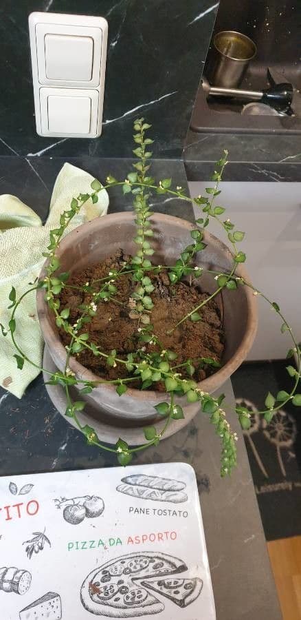 Dischidia ruszczykowata 6