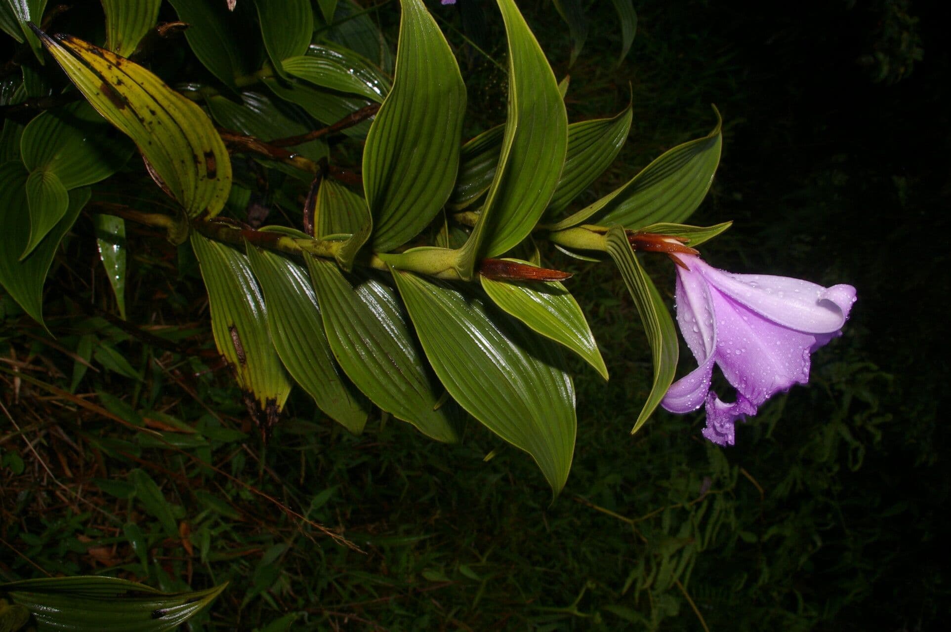 Sobralia 8