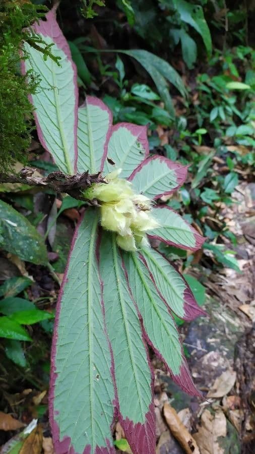 Columnea 2