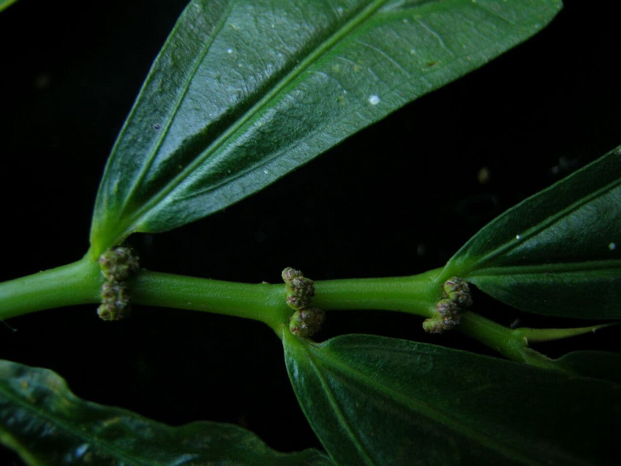 Elatostema 4