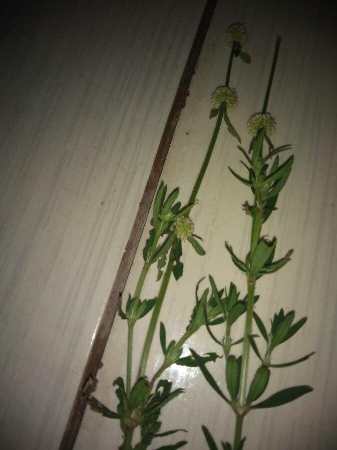 Spermacoce verticillata 14