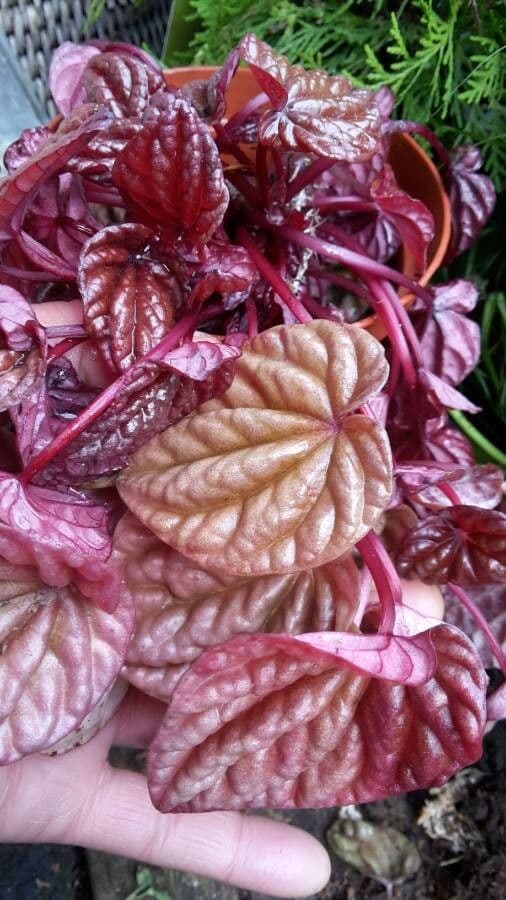 Peperomia 17