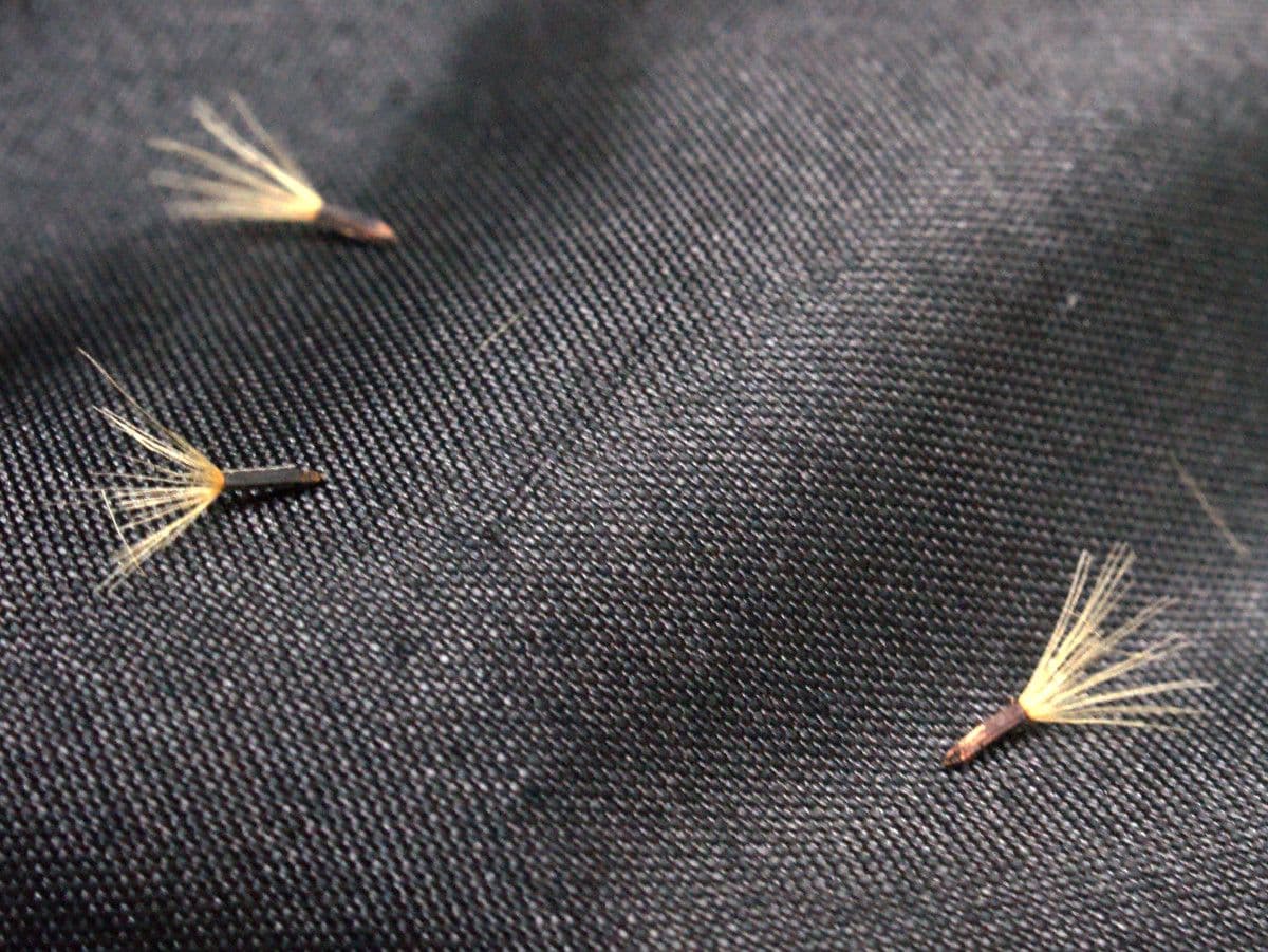 Sparviere sabaudo 3