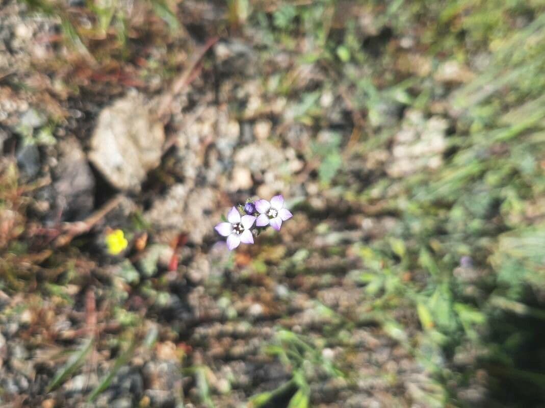 Gilia 7