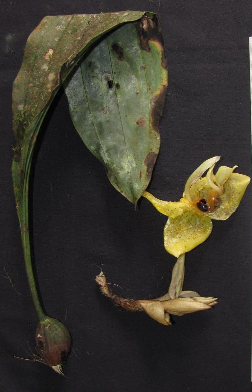 Stanhopea 15