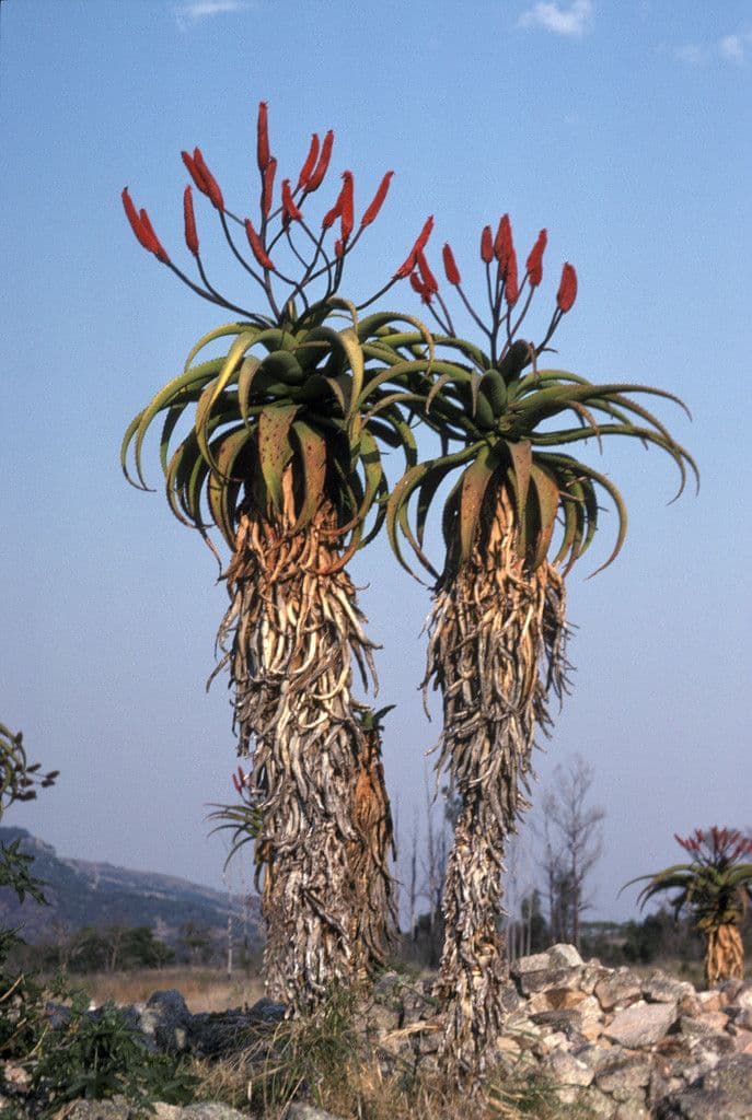 Aloe 7
