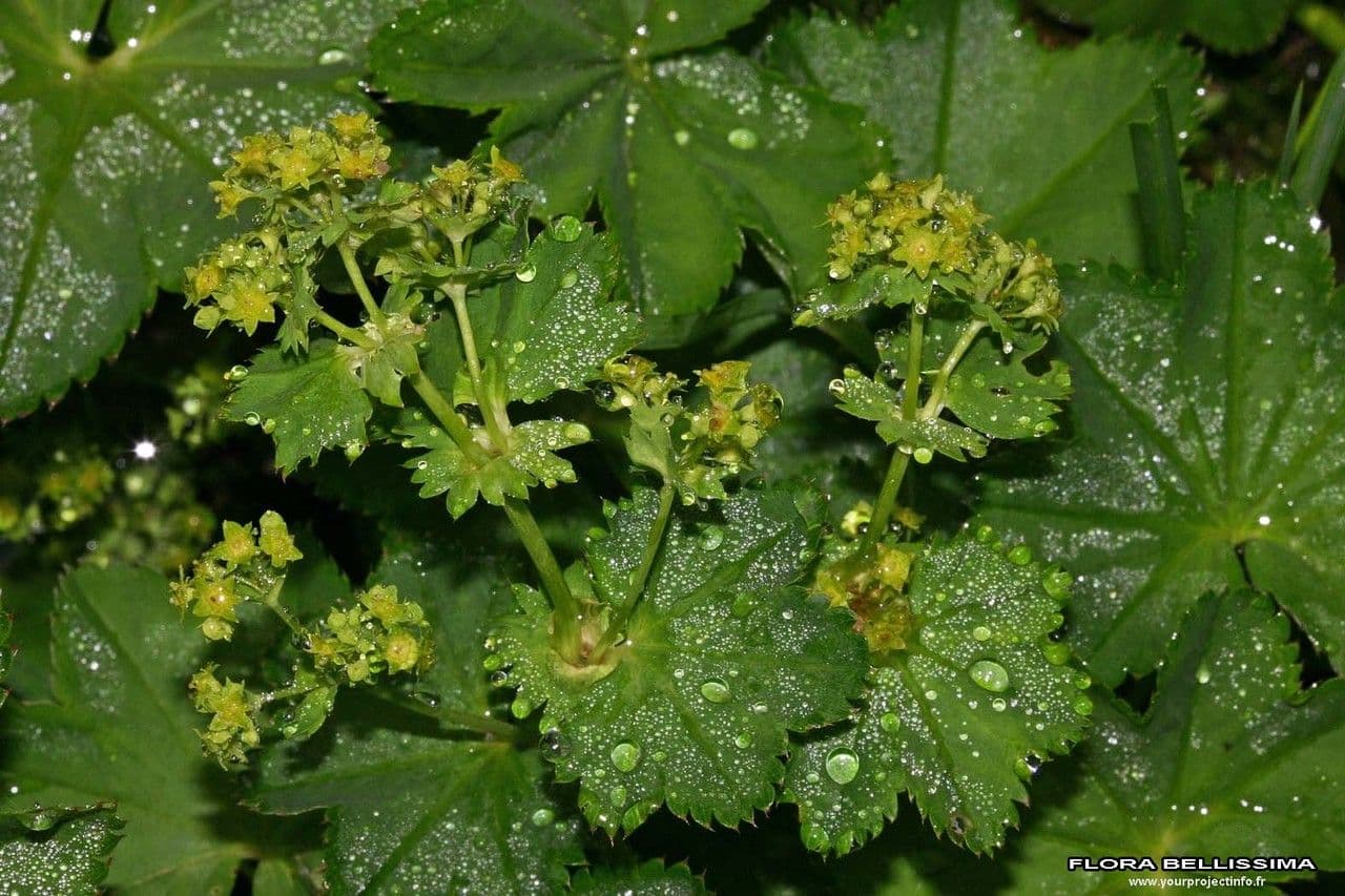Alchemilla coriacea 17