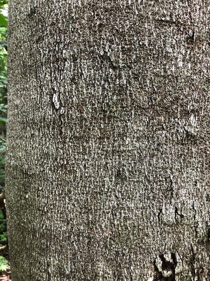 Hymenaea courbaril 20