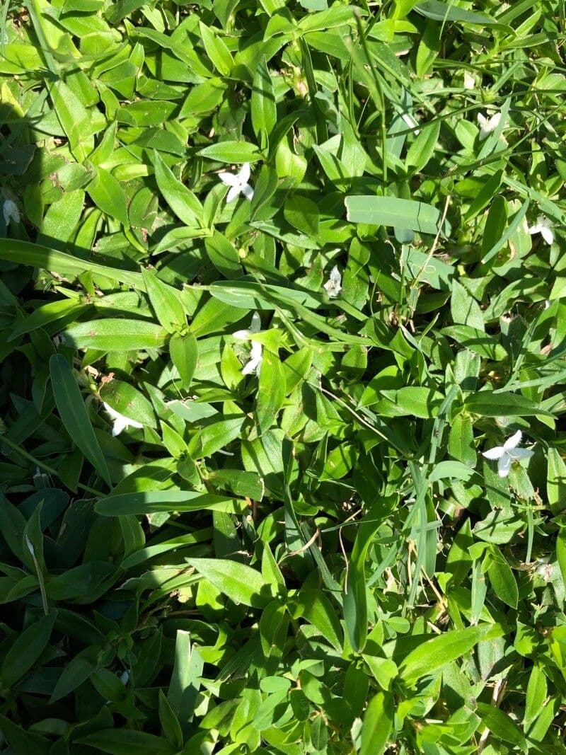 Diodia virginiana 16
