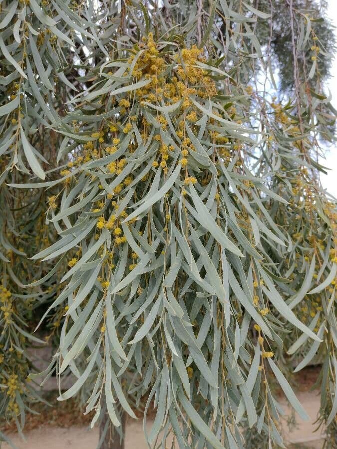 Acacia pendula 4