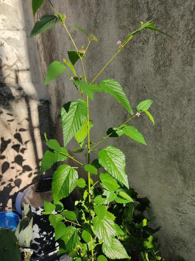 Pyramidenblume 23