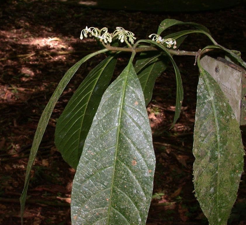 Solanum 8