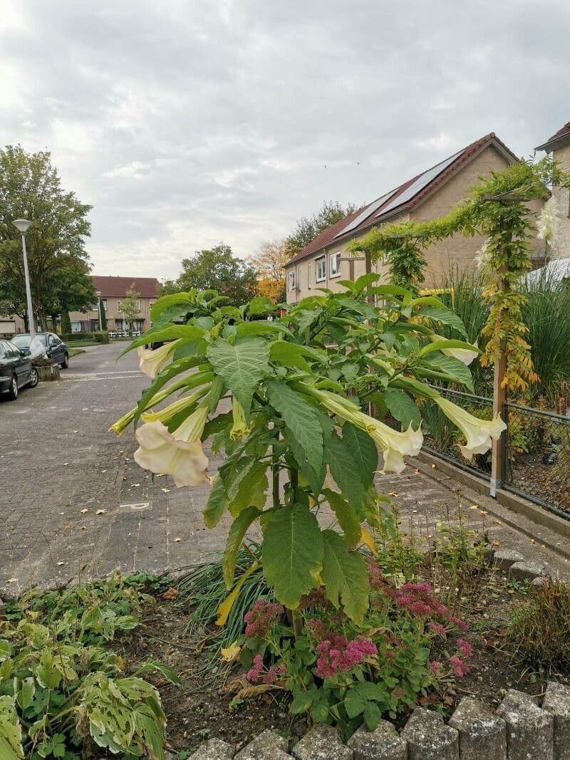 Datura 27