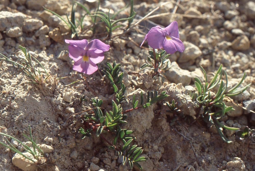 Viola 12