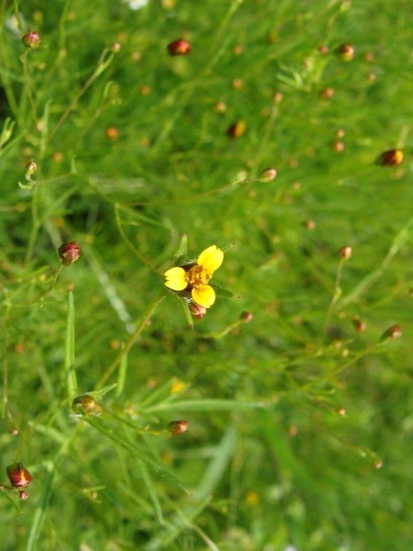Heterosperma 5