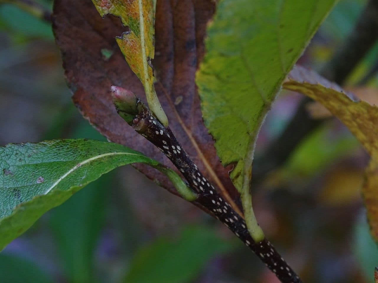 Thomsonaria 2