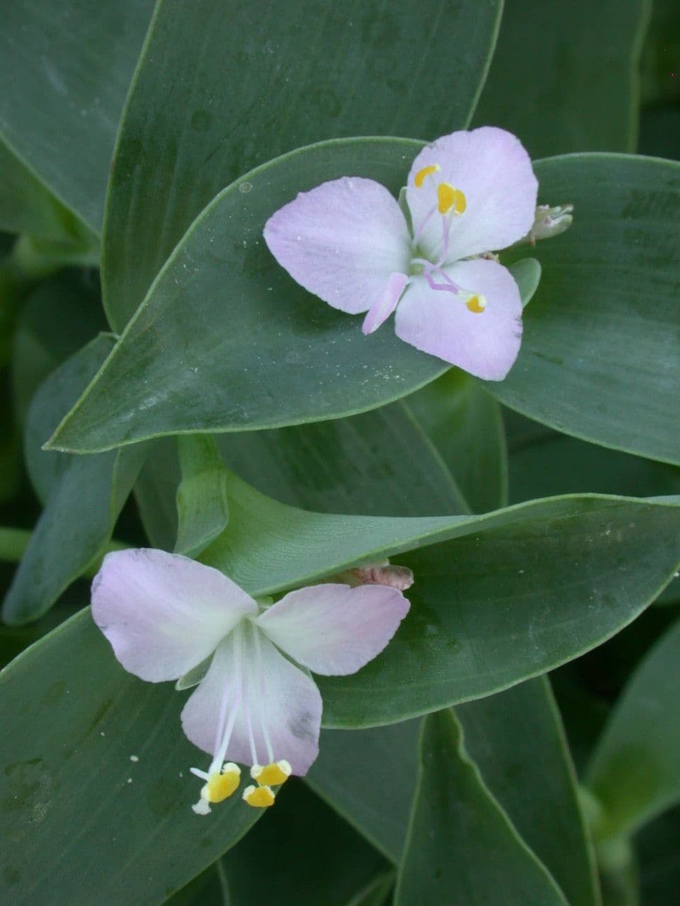 Trvalka 5