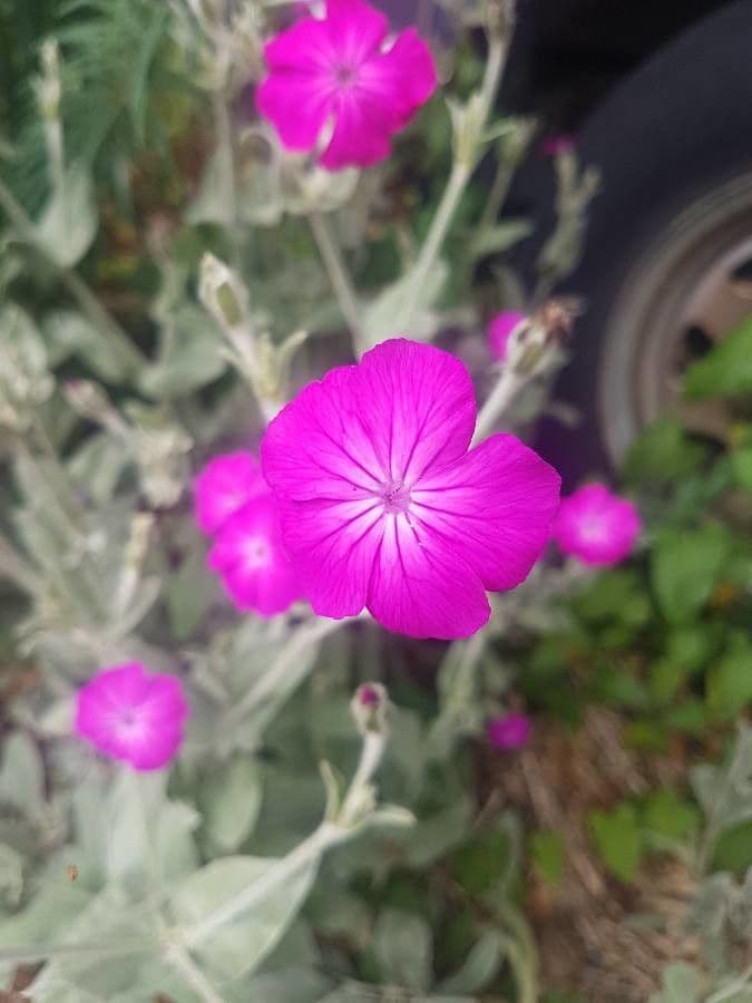Silene 4